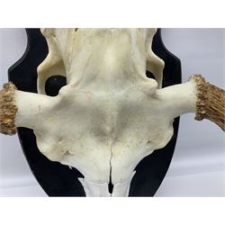 Antlers/Horns: Pair of European Moose (Alces alces) horns with upper skull, mounter upon a wooden shield, H45cm