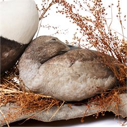 Taxidermy - Common Eider (Somateria Mollissima), full male and female adult mounts, together with two further ducks, mounted on naturalistic base, W90cm