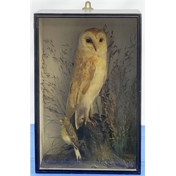 Taxidermy: Early 20th century cased Barn Owl (Tito alba), and finch, in naturalistic setting, perched upon a tree stump, and detailed with long grasses, set against a painted light blue backdrop, encased within an ebonised single pane display case, with taxidermist paper label verso detailed E Allen & Co No 20 Stonegate York, and manuscript label ‘Owl killed by express train York Station 1907, was mounted for signalman W H Kilham’, H49.5cm L32.5cm D17.5cm