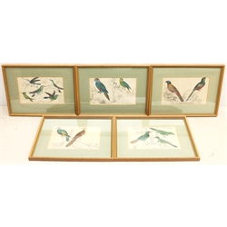 Ornithological Studies, set five hand-coloured engravings c.1856 from Oliver Goldsmith's 'A History of the Earth, and Animated Nature' 22cm x 13cm (9)