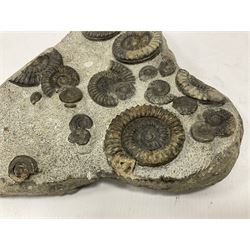 Ammonite multi-block fossil, comprising Arnioceras semicostatum, age; Jurassic period, location; Tunstall, Holderness coast, H30cm, L30cm 