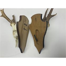 Antlers/Horns: Roe Deer (Capreolus capreolus) ten pairs of roe deer antlers mounted upon wooden shields, shield H20cm 