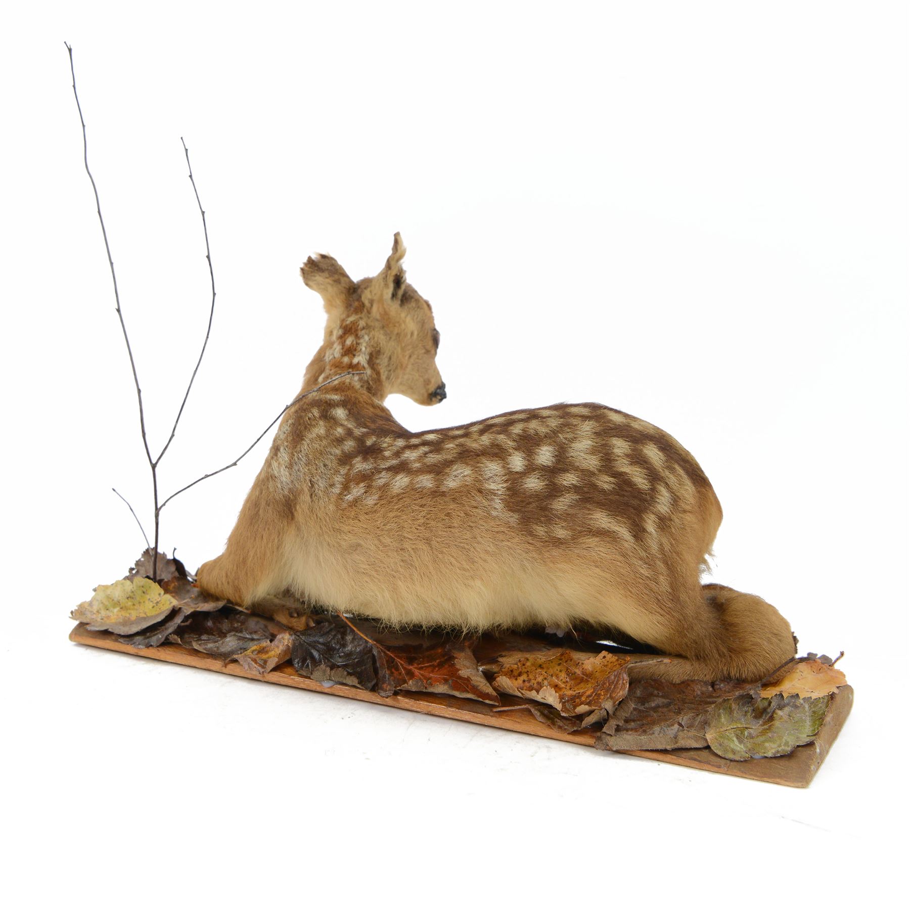 Taxidermy: European Fallow Deer Fawn (Dama dama), full mount fawn in recumbent position, mounted upon a split log base covered with autumn foliage, H30cm, L50cm 
