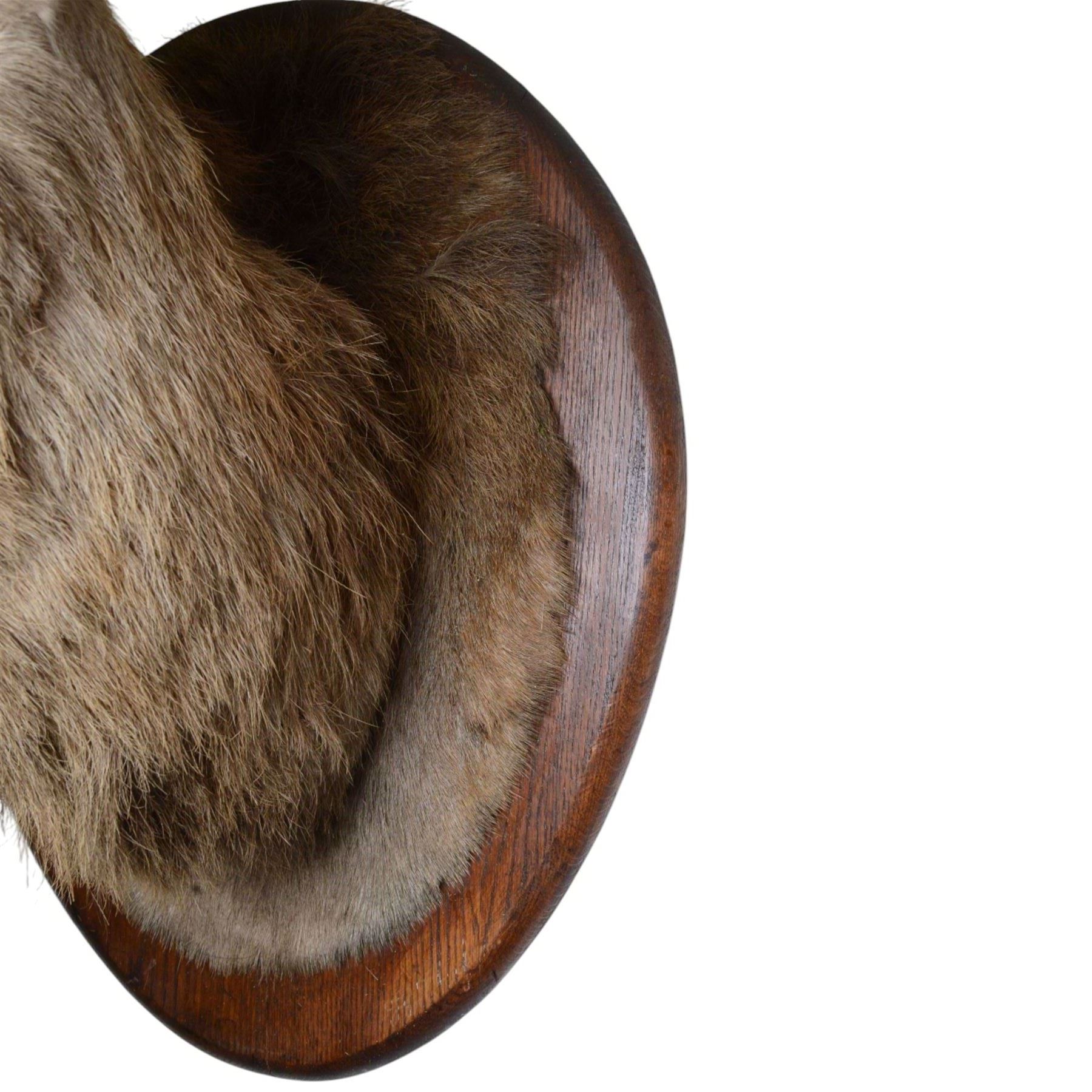 Taxidermy: Red Deer (Cervus elaphus), an adult stag shoulder mount with head turning to the right, mounted upon a wooden shield, D76cm