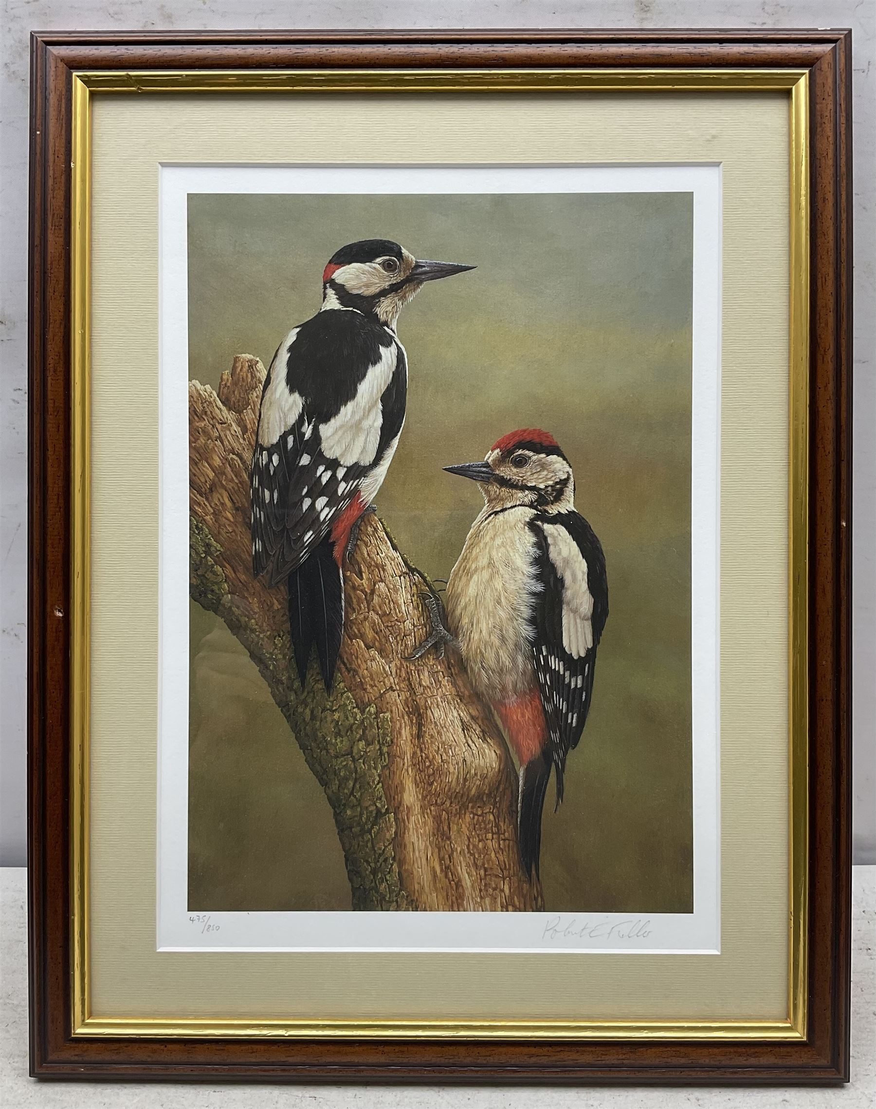 Robert E Fuller (British 1972-): Great Spotted Woodpecker, limited edition colour print signed and numbered 475/850 in pencil, 33cm x 24cm 