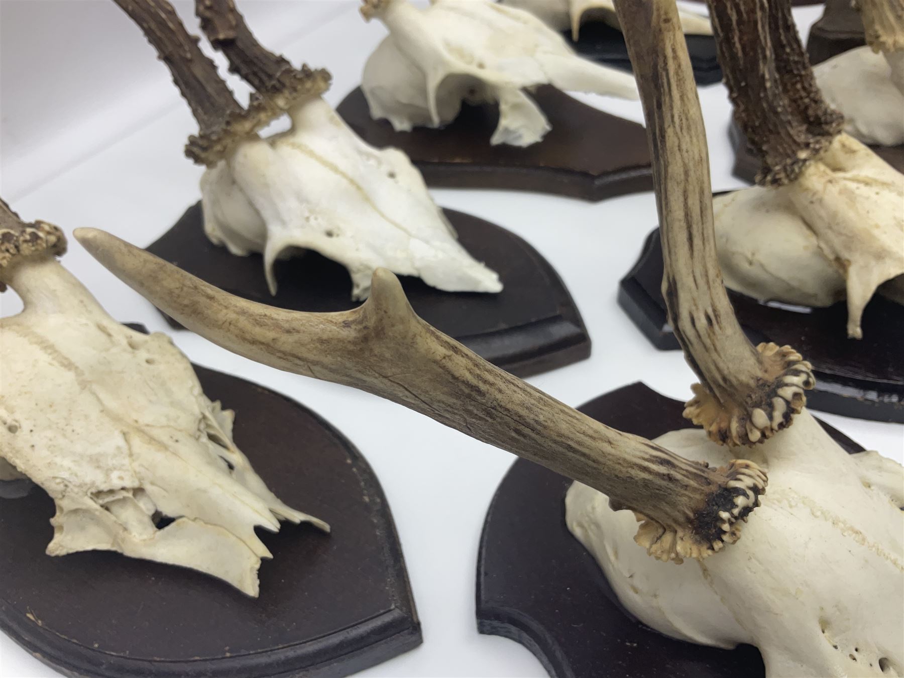 Antlers/Horns: Roe Deer (Capreolus capreolus) ten pairs of roe deer antlers mounted upon wooden shields, shield H20cm 