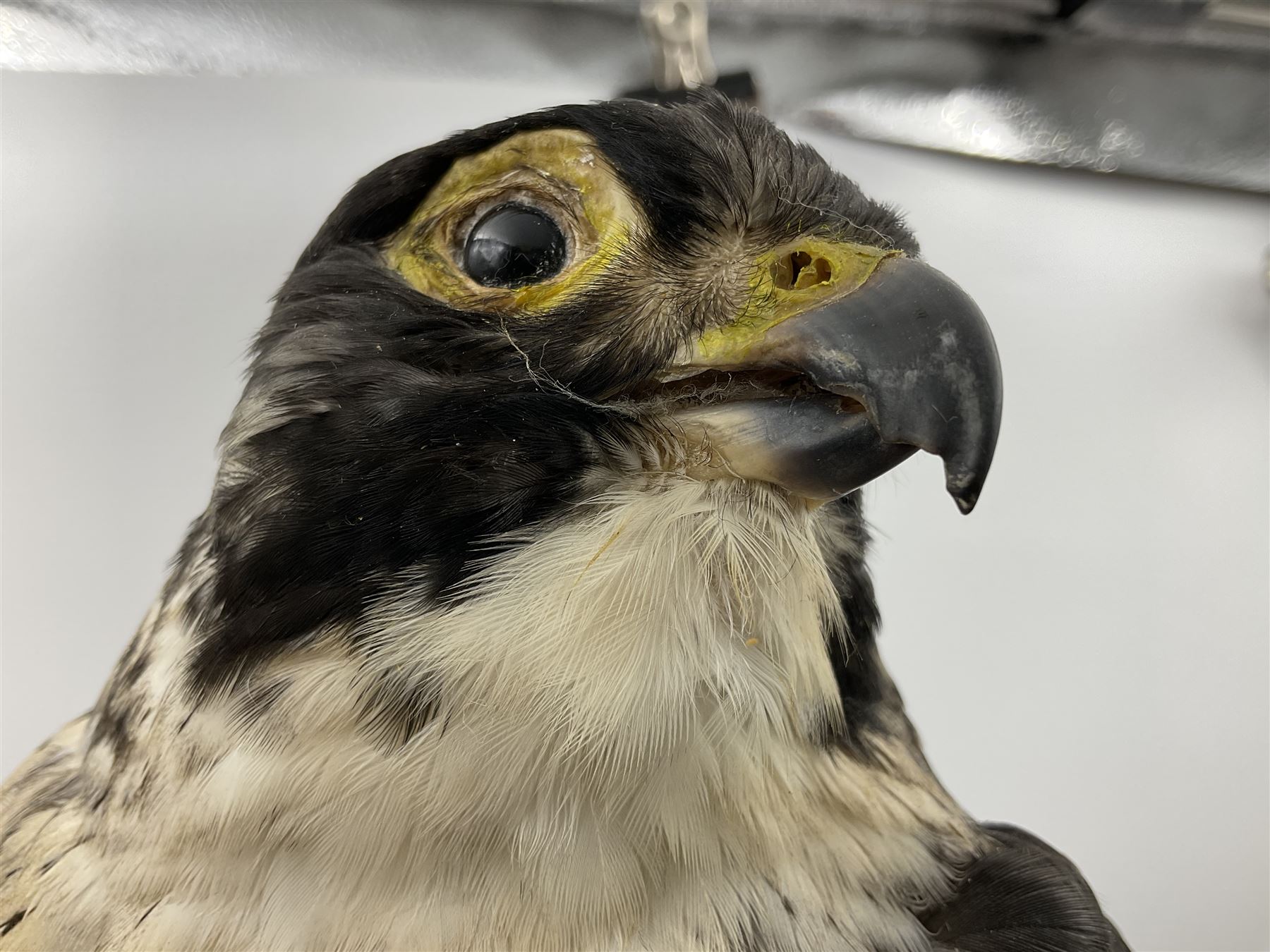 Taxidermy: Victorian cased Peregrine Falcon (Falco peregrinus), full female mount  stood atop a tree stump in a naturalistic ground, enclosed beneath a period oval glass dome with ebonised base, raised upon four bun feet, H54cm D20cm W34cm