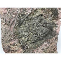 Crinoid sea bed plaque, with two crinoid specimens, probably Scyphocrinites elegans from the Silurian period, H33cm, L24cm