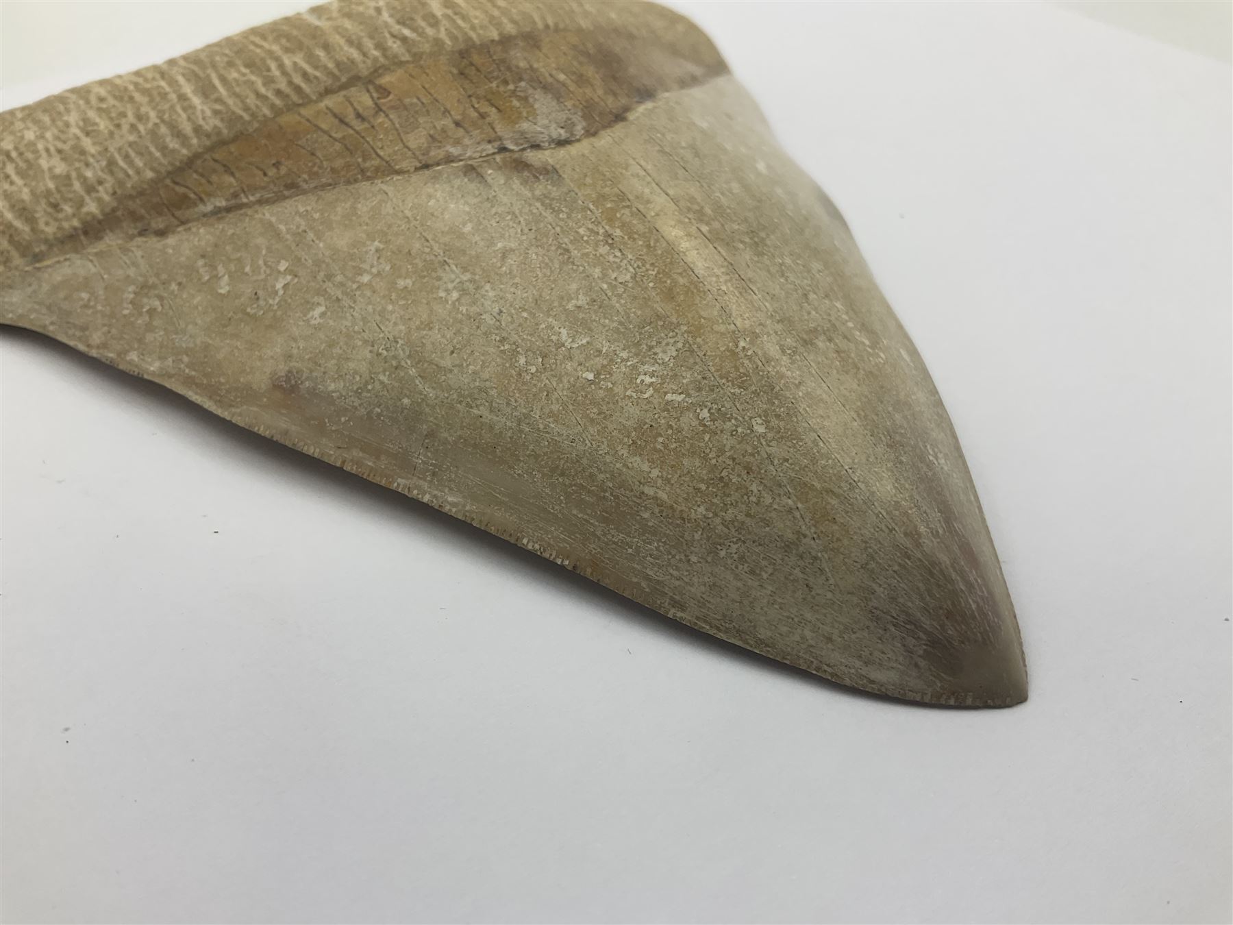 Large Megalodon (Otodus Megalodon) tooth fossil, age; Miocene period, H13cm, W13cm