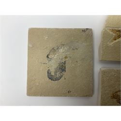 Two fossilised fish (Knightia alta) each in an individual matrix, age; Eocene period, location; Green River Formation, Wyoming, USA, with a fossilised shrimp (Aeger tipularius), age; Cretaceous period, location; Carpopenaeus callirostris Hjoula, Lebanon, shrimp matrix H8cm L8cm