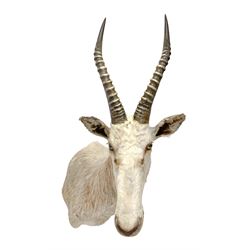 Taxidermy: White Blesbok (Damaliscus pygargus phillipsi), light coloured shoulder mount, approximately H85cm