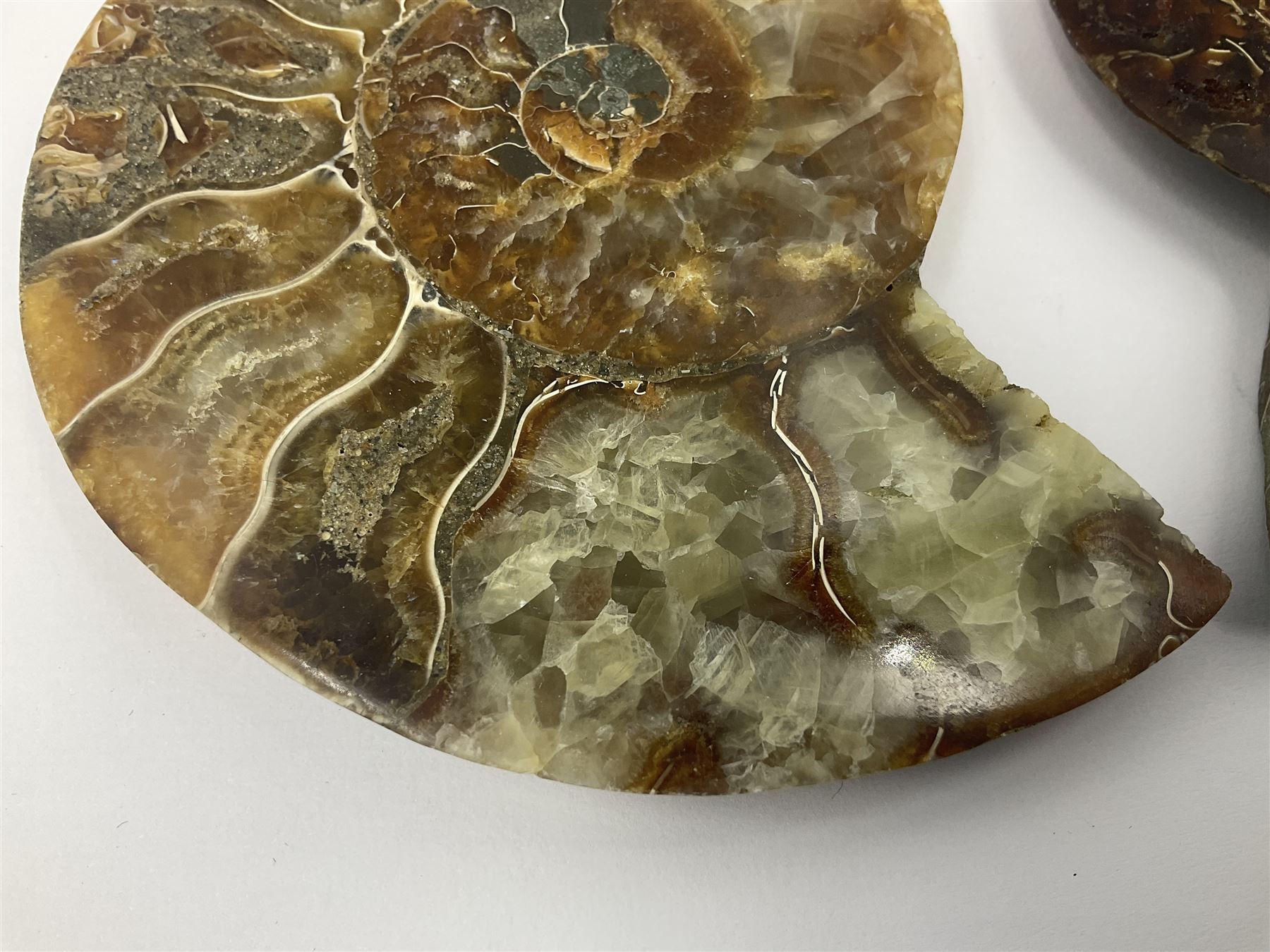 Two ammonite fossil slices, with polished finish, age: Cretaceous period, location: Madagascar, D10cm