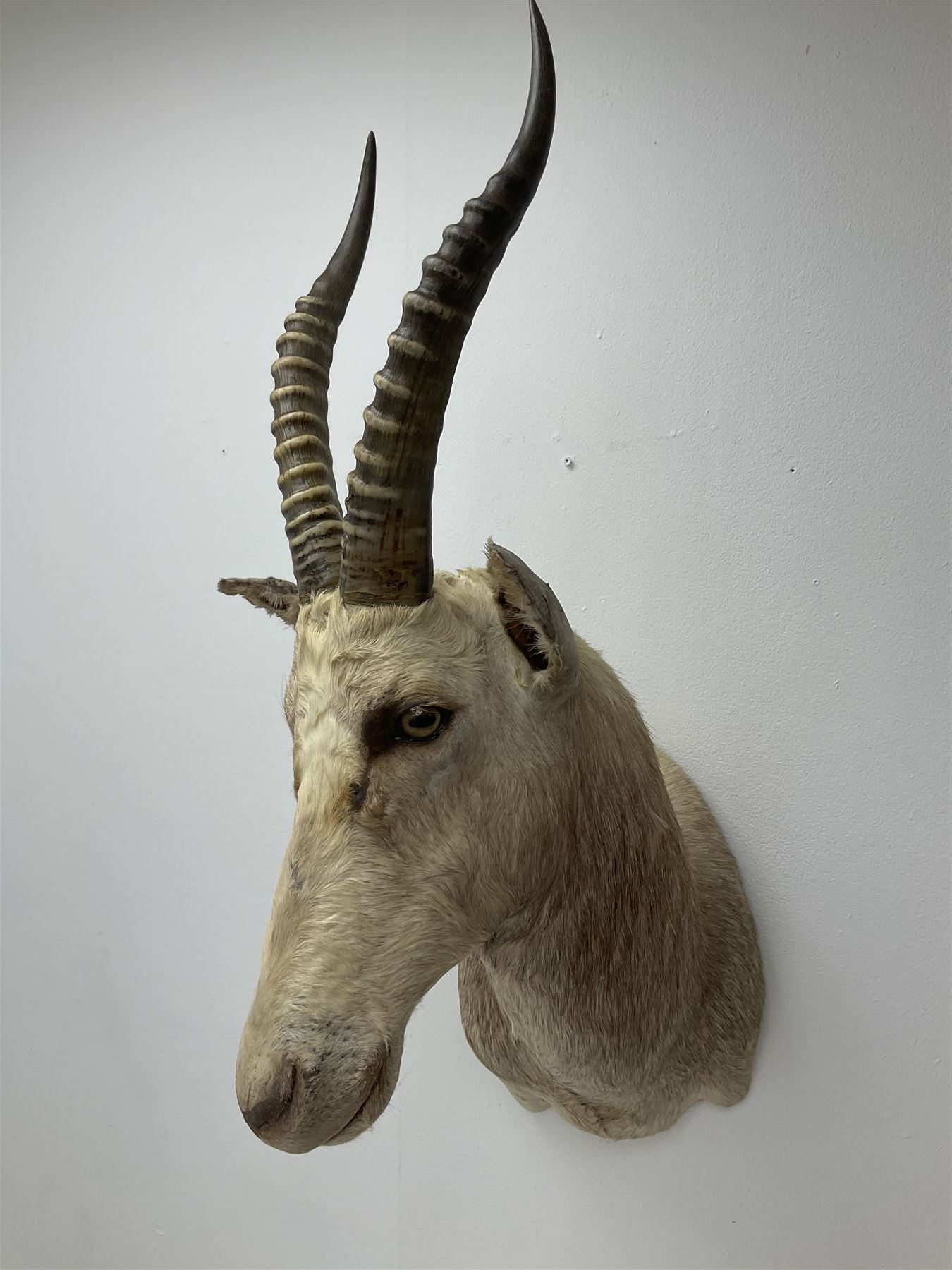 Taxidermy: White Blesbok (Damaliscus pygargus phillipsi), light coloured shoulder mount, approximately H85cm
