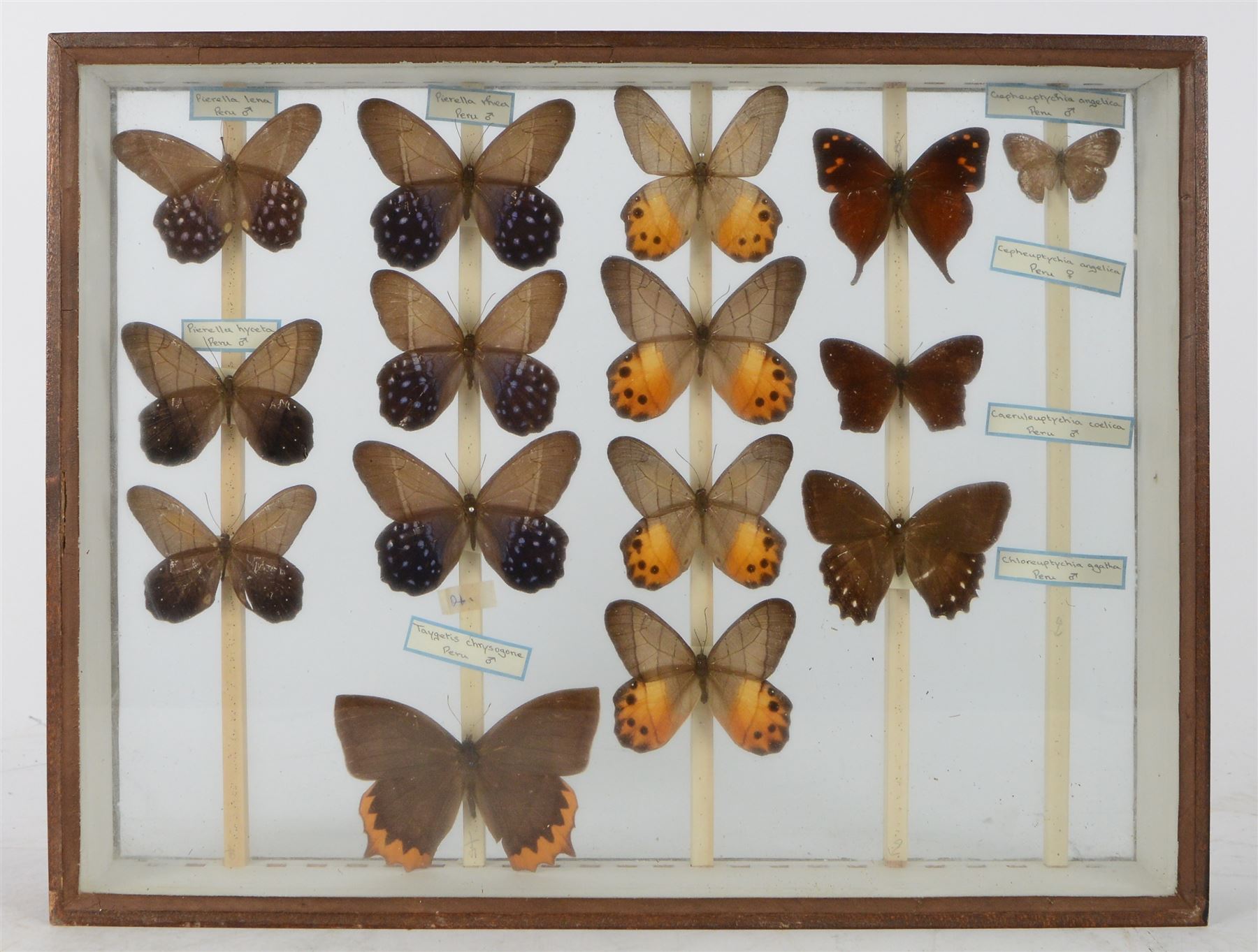 Entomology; British Natural History Museum wartime cabinets with eight double glazed draws with over two hundred butterfly specimens, including Lycaenidae, Dismorphia, Satyridae, Nymphalidae etc, The cabinets were used to house the entire collection of insects from the British Natural History Museum, which in turn were removed from the Museum to a safe place away from the London Blitz during World War Two, there were eight draws to each cabinet which had handles on the top for ease of lifting and transportation.They have adjustable corked wood slats so as to accommodate various size insects (Wing Spans etc), whilst keeping them in neat rows 