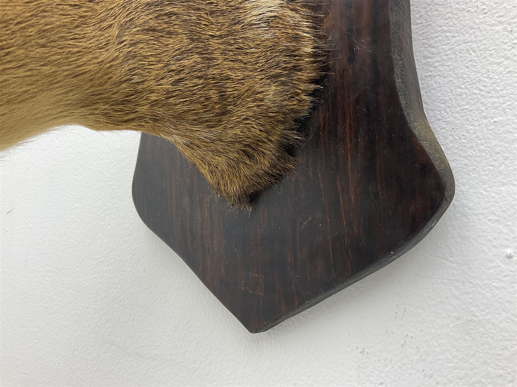 Taxidermy; Roe Deer (Capreolus capreolus), adult Roebuck neck mount looking straight ahead, mounted upon an oak shaped shield, together with a pair of Roe Deer antlers, with partial skull