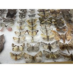 Entomology: Glazed entomology collector's drawer display of African and Asian butterflies and moths, a colourful display of one hundred and twenty six assorted specimens, collected from various regions of Africa and Asia, each with attached data labels, H50cm, W40cm