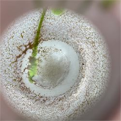 Norman Stuart Clarke vase, of squat spherical form, decorated with lustre lozenges and sea grass upon a pink ground, signed beneath, H10cm