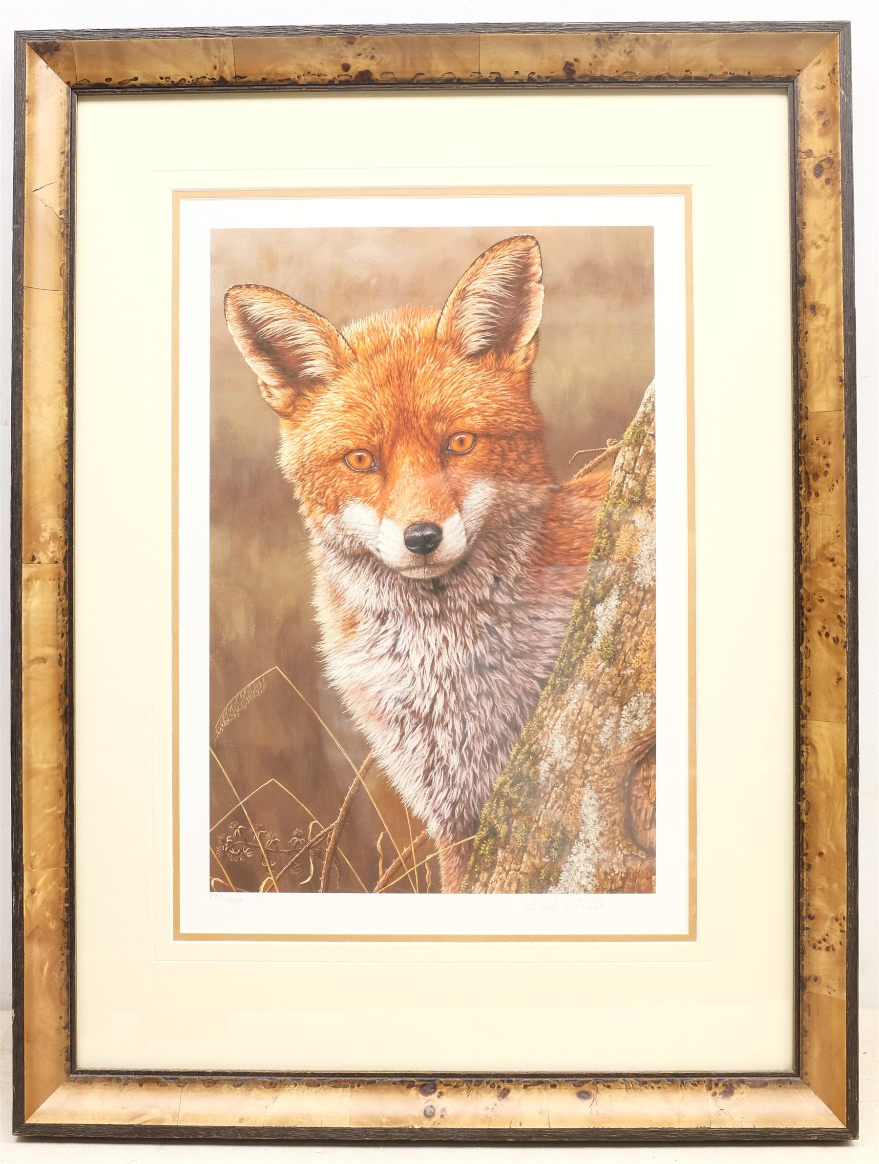 Robert E Fuller (British 1972-): 'Fox at Dawn', limited edition colour print signed and numbered 503/850 in pencil 44cm x 30cm