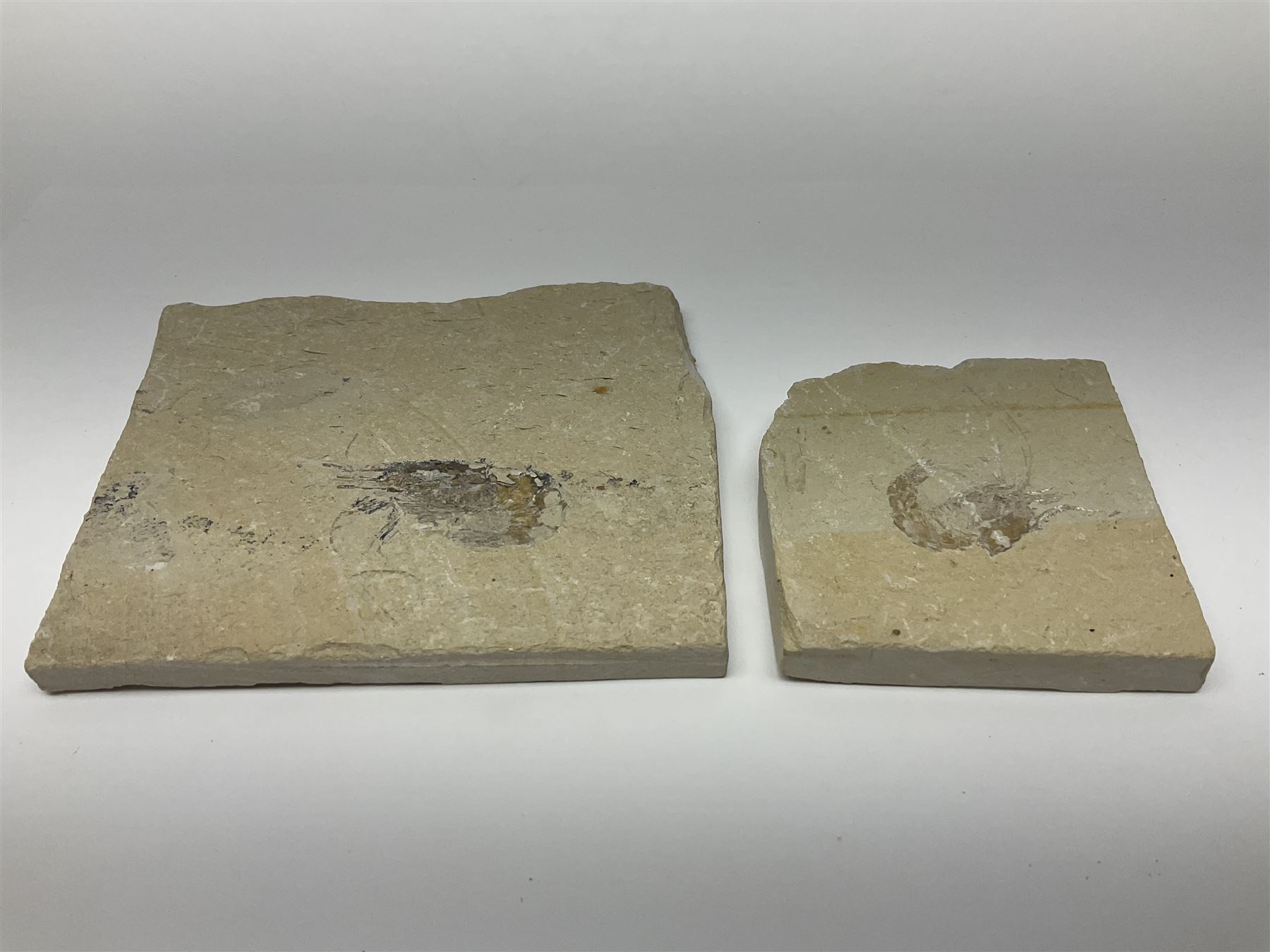 Two fossilised shrimp (Aeger tipularius) each in an individual matrix, age; Cretaceous period, location; Carpopenaeus callirostris Hjoula, Lebanon, largest matrix H9cm, L10cm