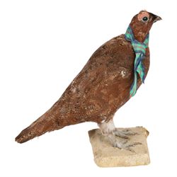 Taxidermy: Red Grouse (Lagopus lagopus) and Melanistic Cock Pheasant (Phasianus colchicus), roe deer shoulder mount (Capreolus capreolus)
