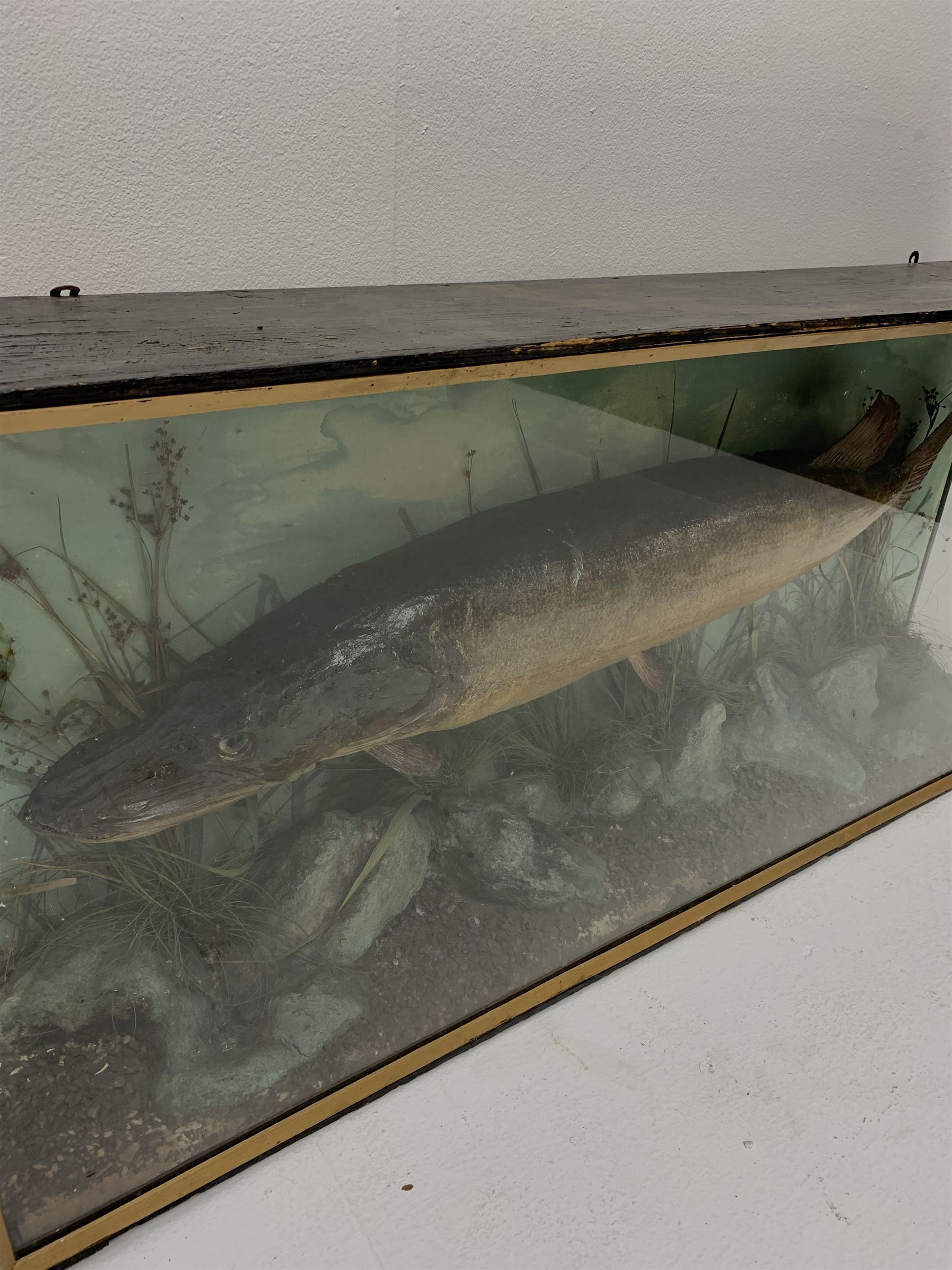 Taxidermy: an early 20th century Pike, in naturalistic setting with rock work ground and grasses, set against a light blue painted backdrop, encased within a three pane ebonised display case, with paper label to the interior detailed Caught by J R Beaumont Shipley Reservoir Oct 11th 1924 Weight 17lbs 8ozs Length 40 inches, case H51cm L114cm D21cm. 