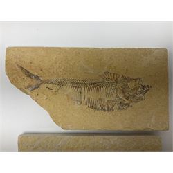 Two fossilised fish (Knightia alta) each in an individual matrix, age; Eocene period, location; Green River Formation, Wyoming, USA, largest matrix H8cm, L16cm