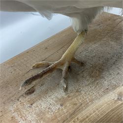 Taxidermy; pair of Common Pheasants (Phasianus Colchicus), white cock and hen adult mounts, upon a wooden base, H51cm  