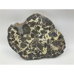 Septarian slice, polished, with a calcite centre and argonite/siderite lines within limestone rock, L26cm, W19cm