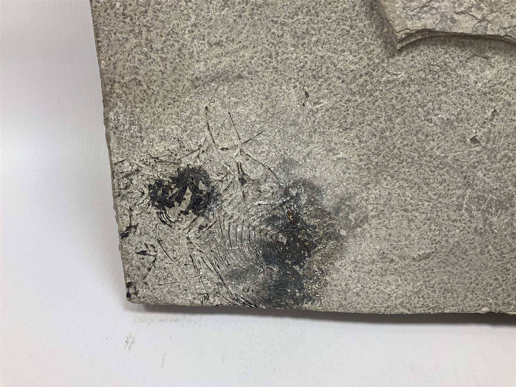 Fossilised fish group in a single matrix; freshwater fish presentation from the prehistoric system of three lakes known as the Green River Formation, featuring Priscacara, Phareodus testis, Diplomystus dentatus
 H59cm, L97cm