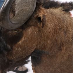Taxidermy: Black Wildebeest (Connochaetes Gnou), adult male shoulder mount, with head turning slightly to the right, 81cm from wall