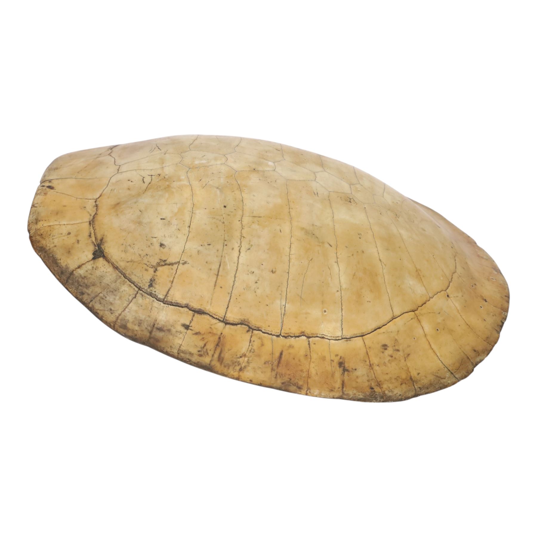 Natural History: Giant South American River Turtle Blonde Shell (Podocnemis expansa), circa 1900, L54cm, W40cm CITES Annex B, Appendix II; Not for sale to buyers outside the UK