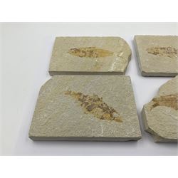 Four fossilised fish (Knightia alta) each in an individual matrix, age; Eocene period, location; Green River Formation, Wyoming, USA, largest matrix H9cm, L12cm