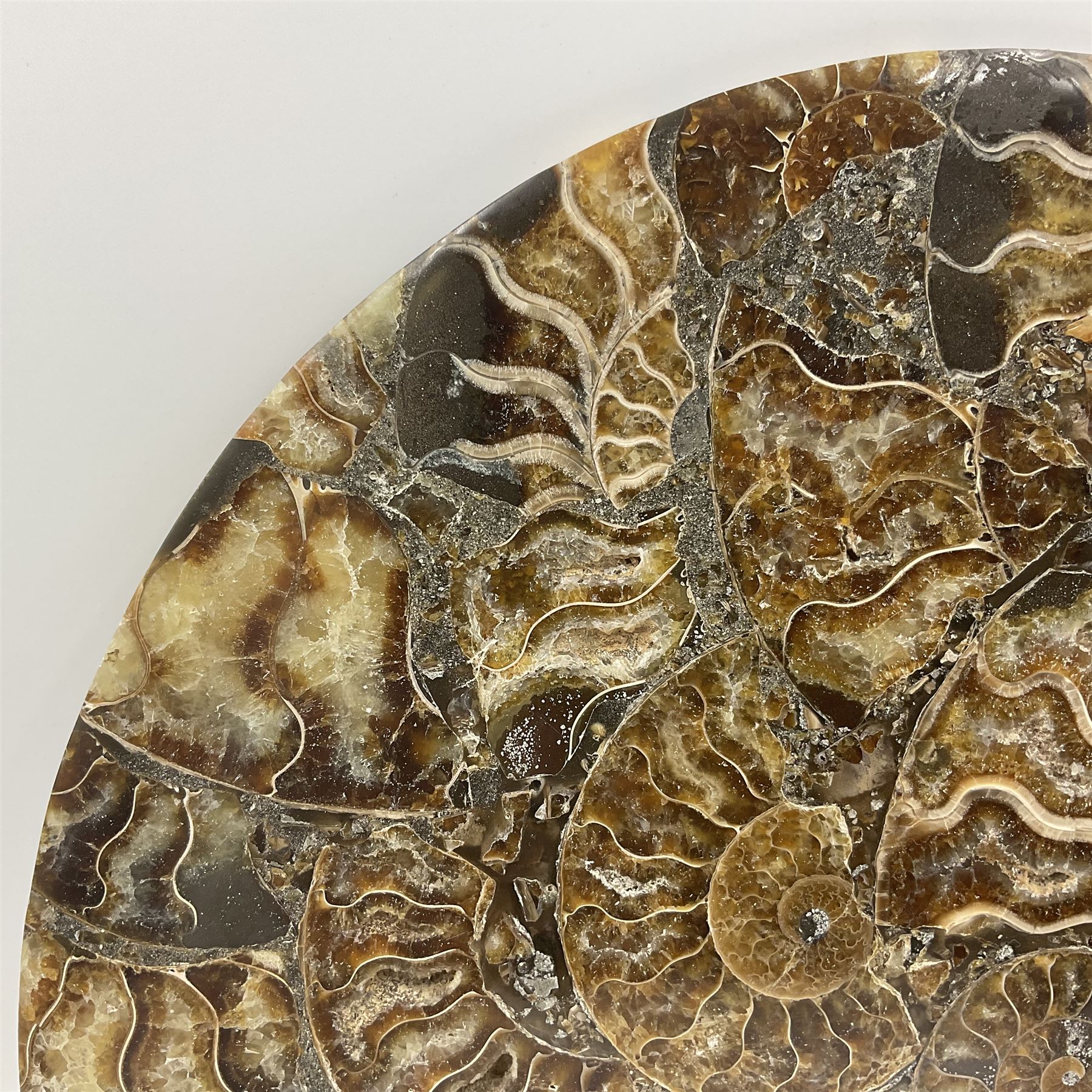 Polished ammonite plate, formed of individual ammonites, age: Jurassic period, D28cm