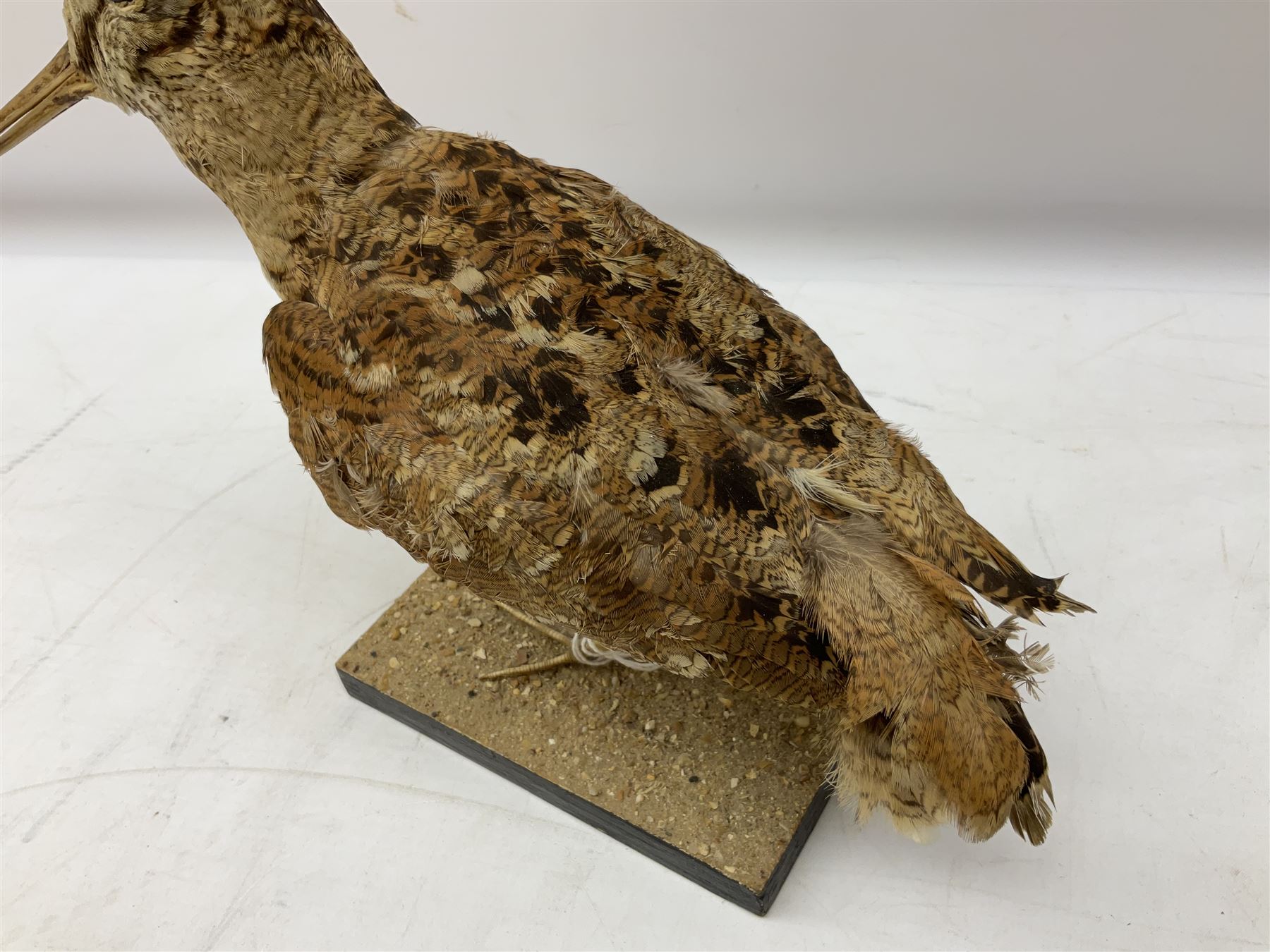 Taxidermy: Two Woodcock (Scolopax rusticola), both adult mounts on open display upon wooden bases, tallest example H22cm 