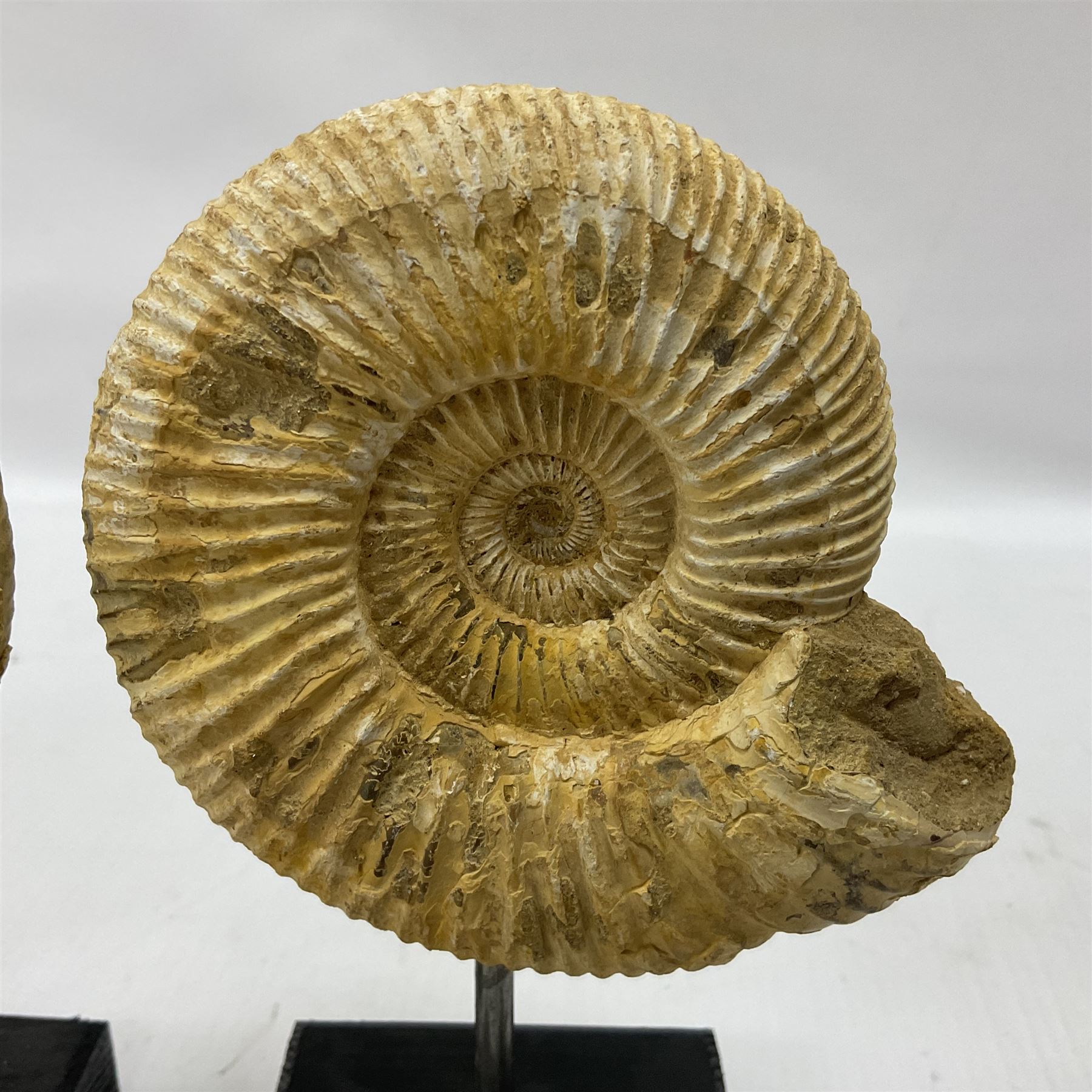Pair perisphinctes ammonite fossils, each individually mounted upon a rectangular wooden base, age; Middle Jurassic location; Madagascar 