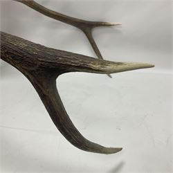 Taxidermy: Red Deer (Cervus elaphus), adult male imperial stag shoulder mount looking straight ahead, ten point antlers, mounted upon a shaped wooden shield, D65cm