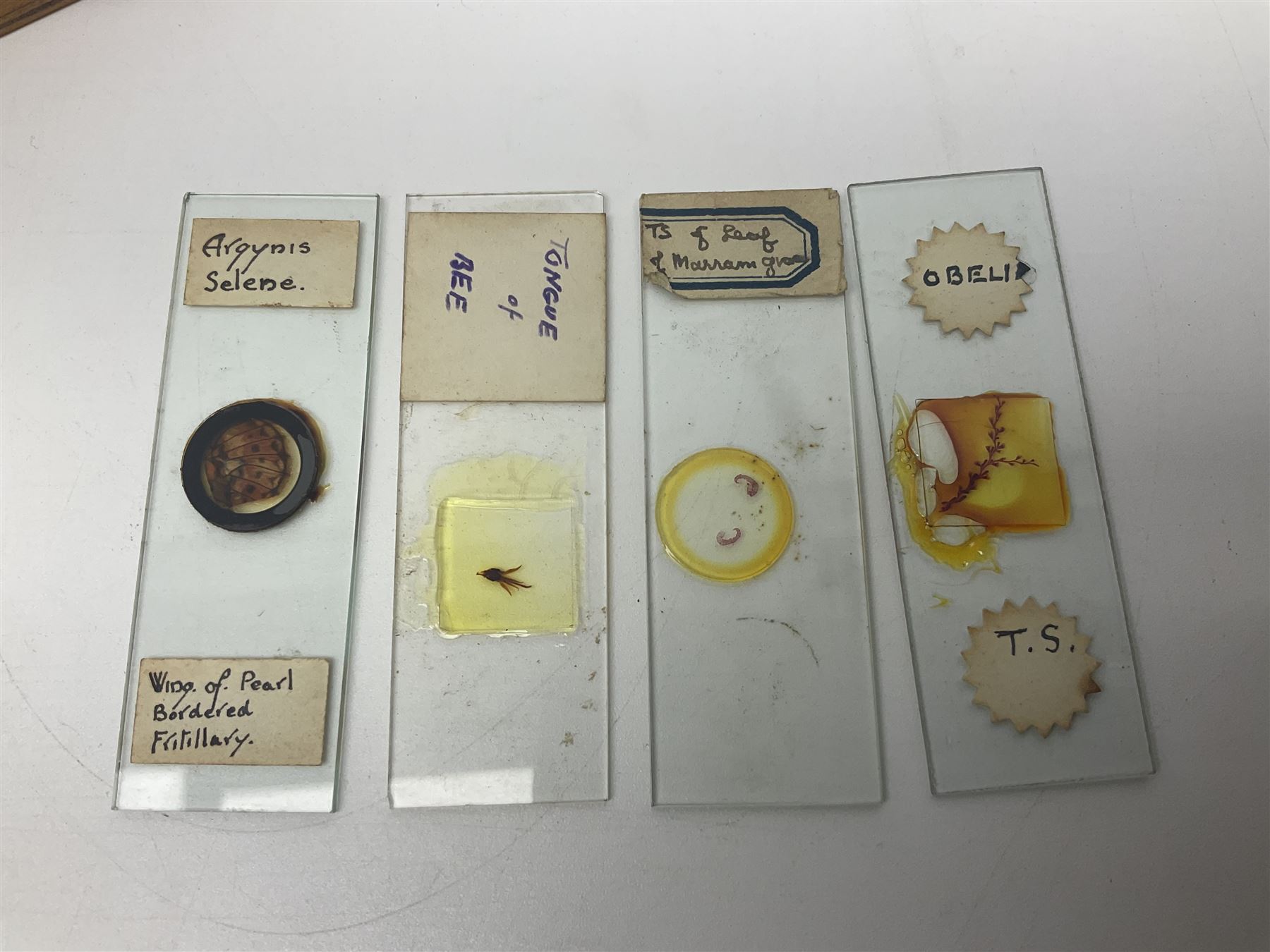 R & J Beck London microscope, model 7597, contained in fitted case, together with a boxed collection of glass microscope biological sample slides