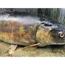 Taxidermy; Cased Mirror Carp (Cyprinus carpio carpio) a large preserved skin mount 
in a naturalistic setting set against blue painted back drop, enclosed within a glass bow fronted case, the interior bearing a label 'Carp Redmire Lake 12 lb 4 oz Oct 67' H42 cm W87 cm D27 cm