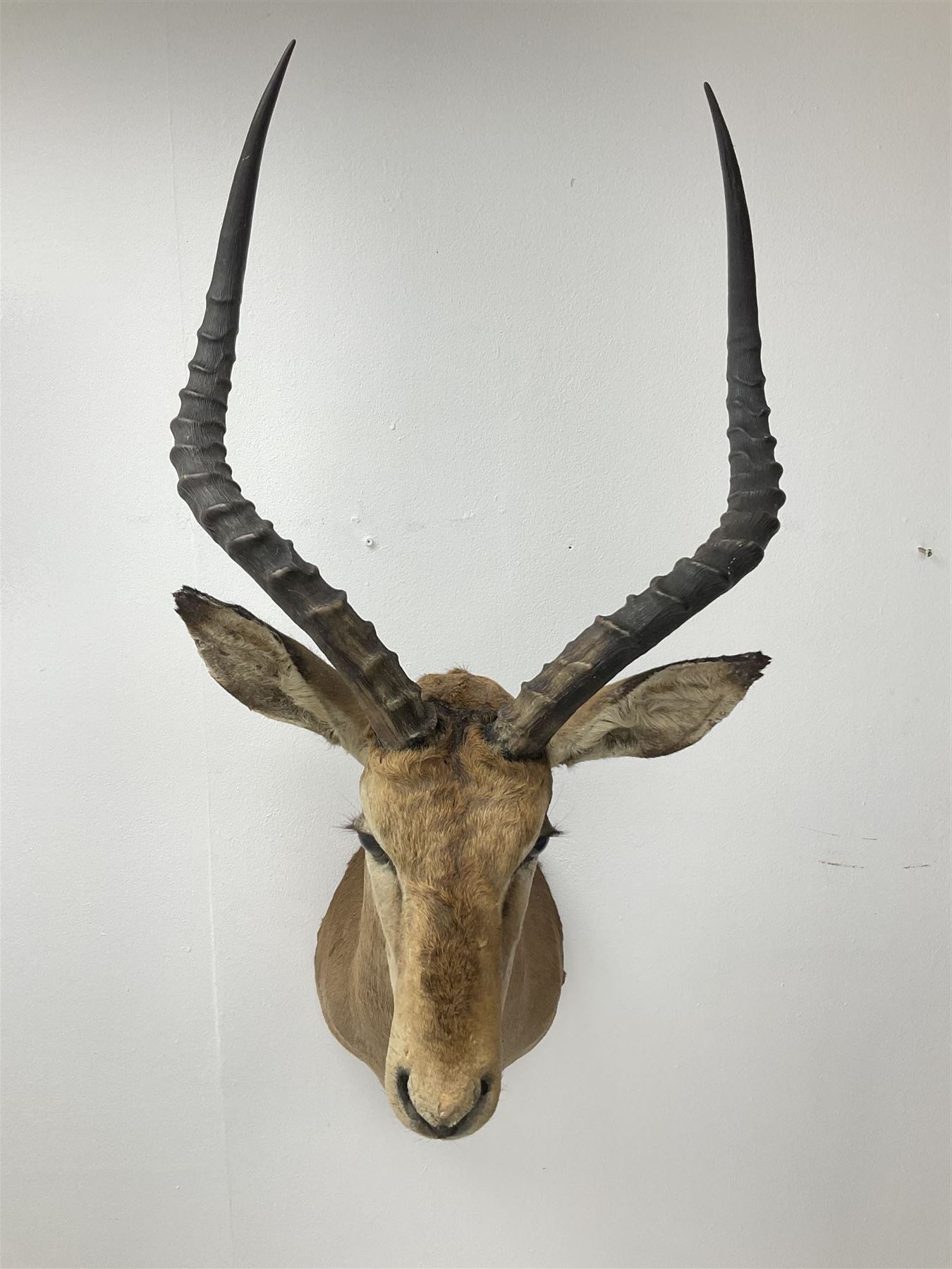 Taxidermy: Common Impala (Aepyceros melampus), adult male shoulder mount looking straight ahead, approximately H90cm