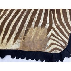 Taxidermy: Zebra hide rup (Equus quagga), edged with black felt material 