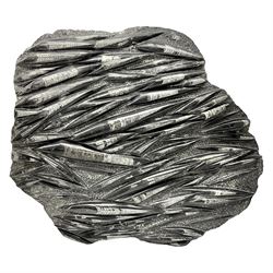 Large Orthoceras fossil group, age: Devonian period, location: Morocco, H68cm, L62cm