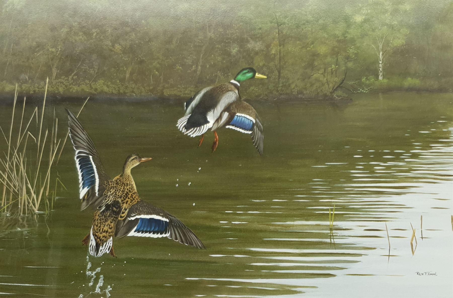 Rex Flood (British 1928-2009): Mallards Rising, oil on board signed 34cm x 52cm