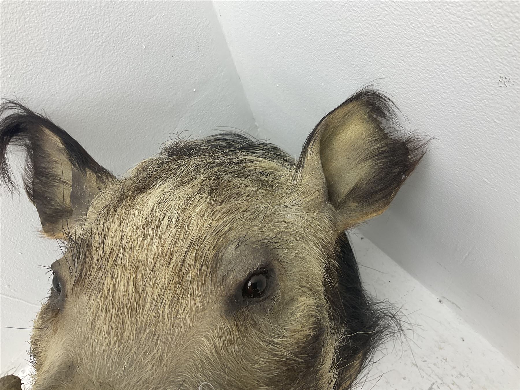 Taxidermy: African bushpig (Potamochoerus larvatus), male shoulder mount looking straight ahead, with mouth agape,  D55cm