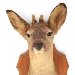 Taxidermy: European Roe Deer (Capreolus capreolus), shoulder mount, together with Roe deer antlers on cut upper skull