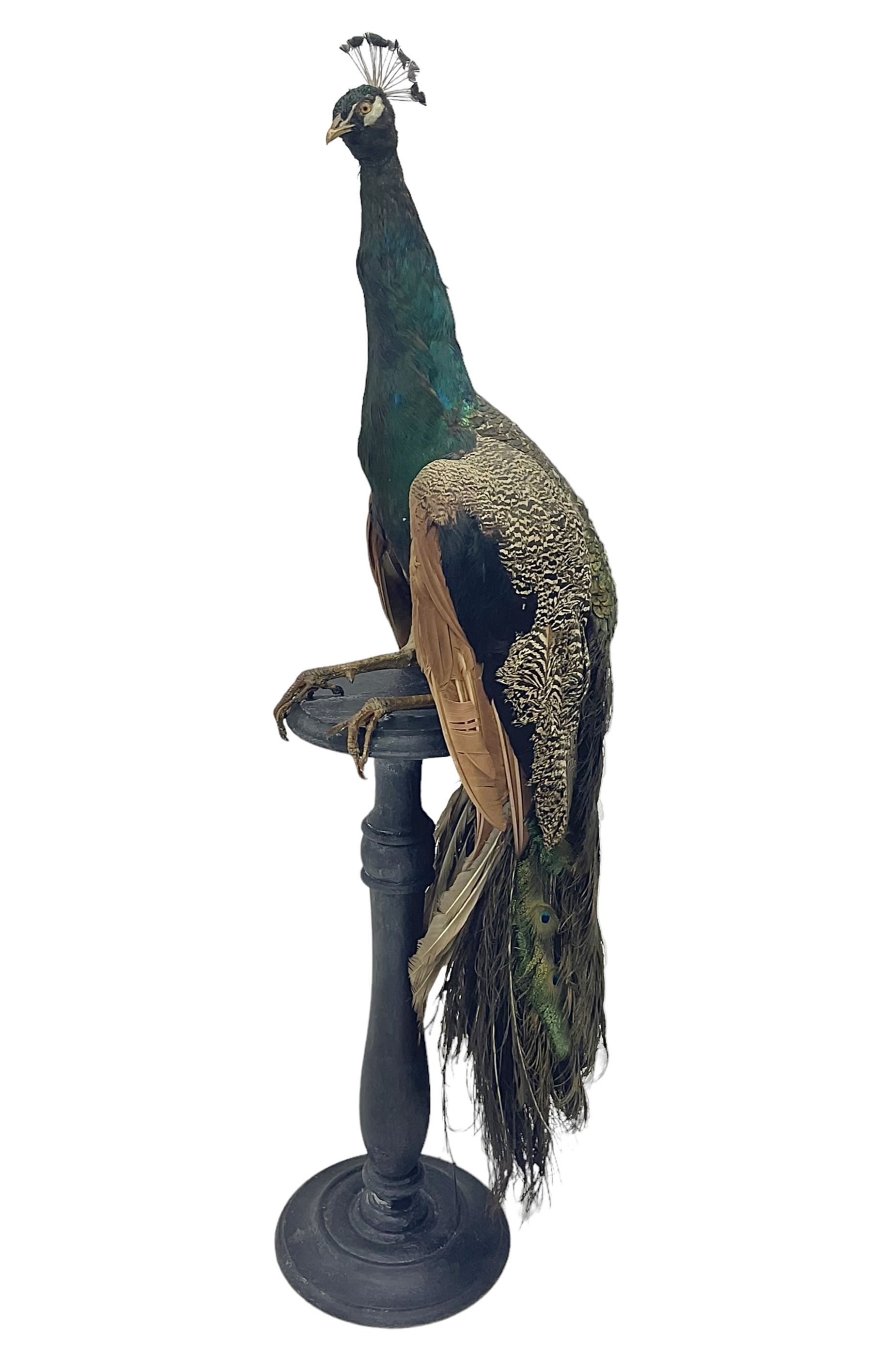 Taxidermy: Indian Peacock (Pavo cristatus), full mount adult cock bird facing forward, with tail hanging below, mounted upon an ebonised plinth, H140cm