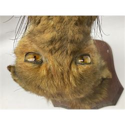 Taxidermy; Red fox mask (Vulpes vulpes), with mouth agape bearing teeth and ears back, mounted upon oak shield