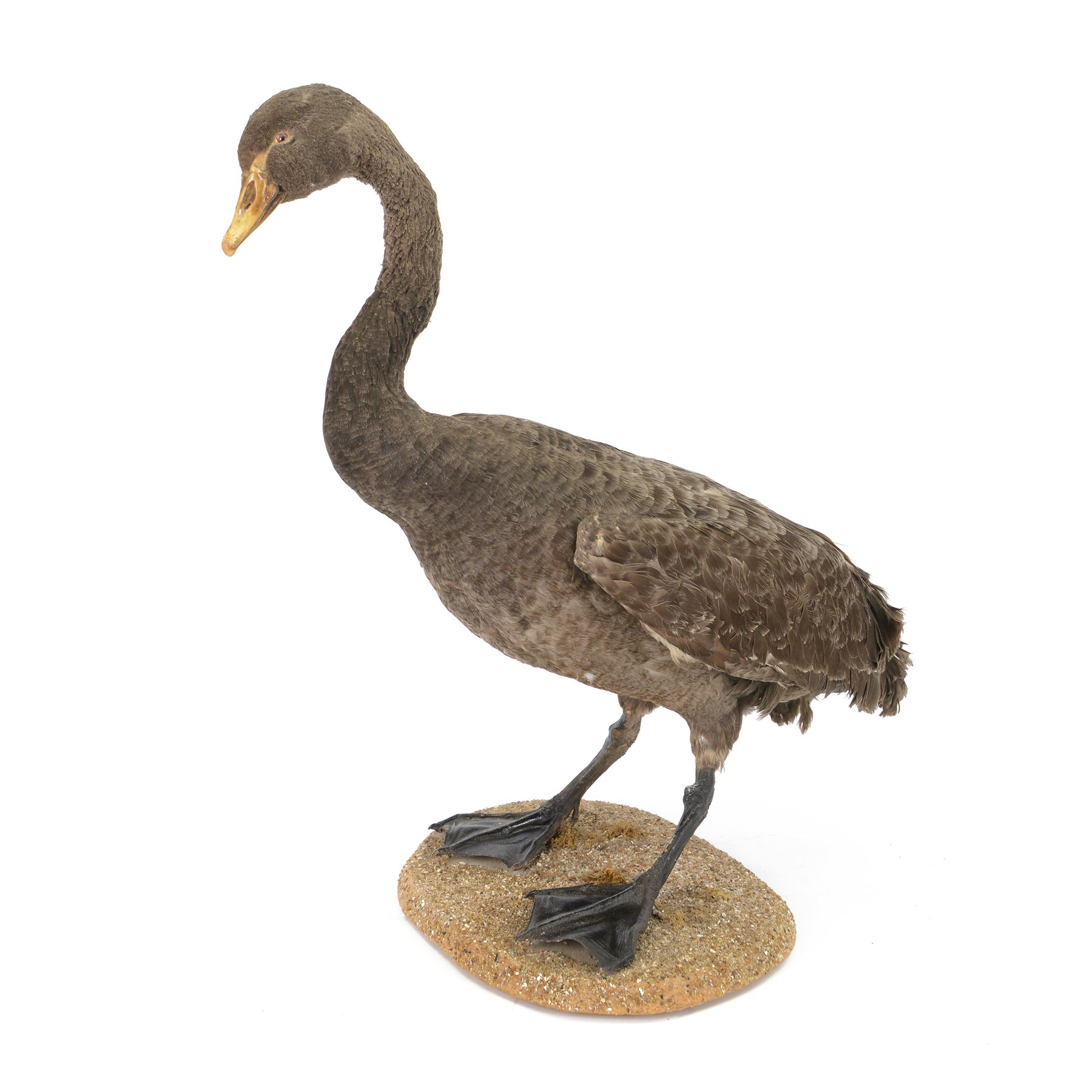 Taxidermy: Black Swan (Cygnus atratus), full mount adult looking straight ahead, stood upon an oval pebble covered base, H68cm