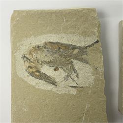 Four fossilised shrimp (Aeger tipularius) each in an individual matrix, age; Cretaceous period, location; Carpopenaeus callirostris Hjoula, Lebanon, largest matrix H6cm, L6cm  
