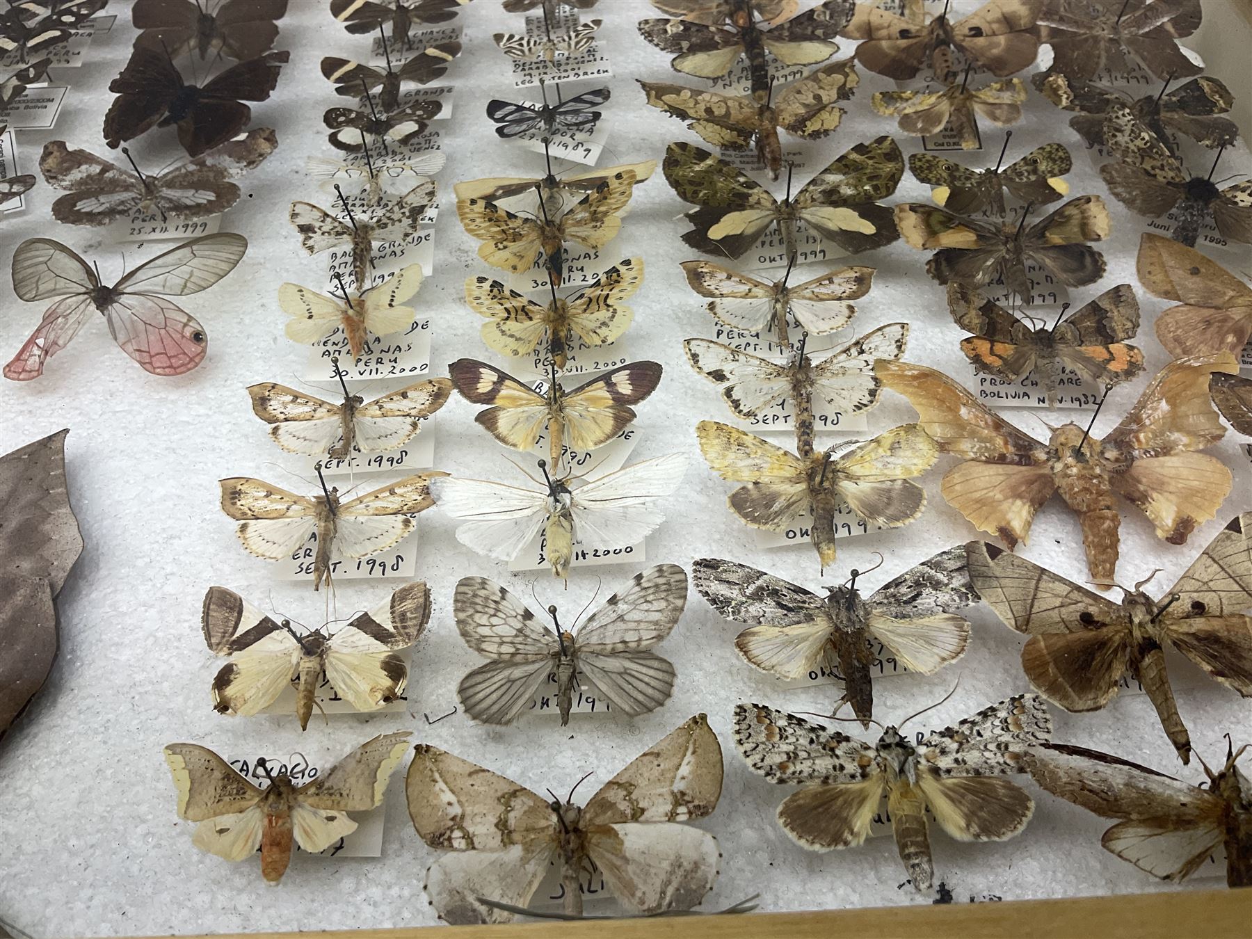 Entomology: Glazed entomology collector's drawer display of African and Asian butterflies and moths, a colourful display of one hundred and twenty six assorted specimens, collected from various regions of Africa and Asia, each with attached data labels, H50cm, W40cm