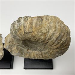Pair of ammonite fossils, each individually mounted upon a rectangular wooden base, age; Cretaceous period, location; Morocco, H22cm